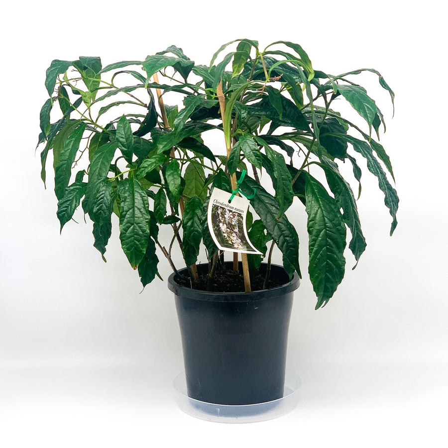 CLERODENDRUM NUTANS 20CM