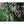 Load image into Gallery viewer, CLERODENDRUM NUTANS 20CM
