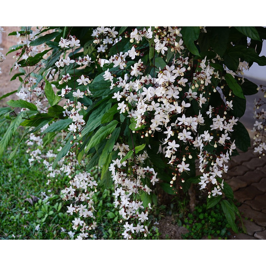 CLERODENDRUM NUTANS 20CM
