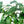 Load image into Gallery viewer, CLERODENDRUM NUTANS 20CM
