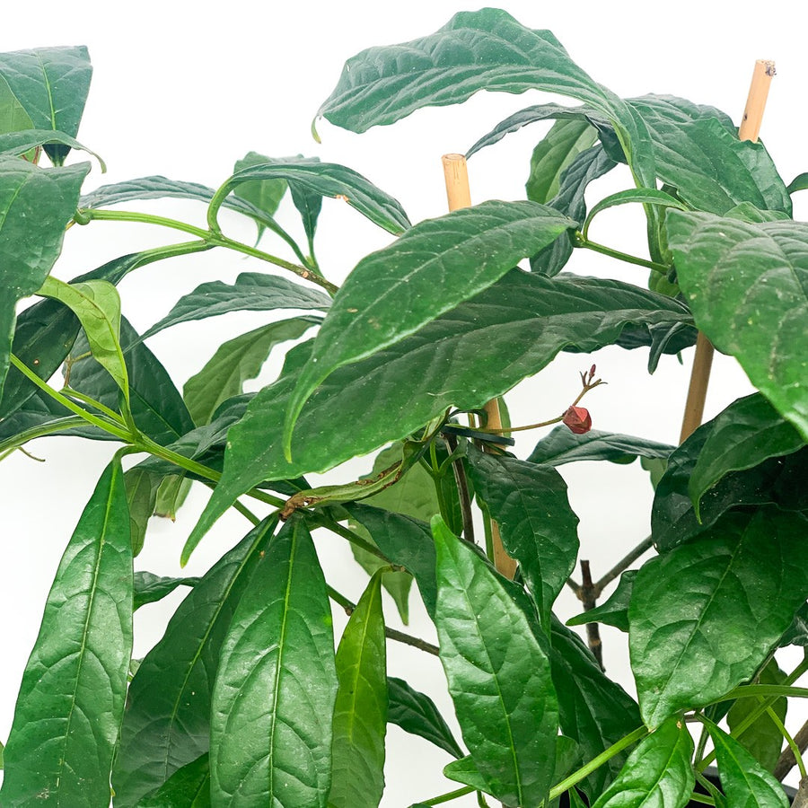 CLERODENDRUM NUTANS 20CM