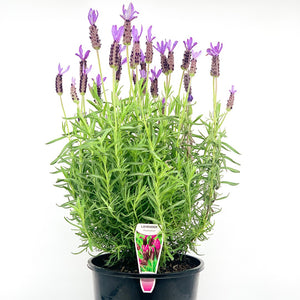 LAVANDULA AVONVIEW